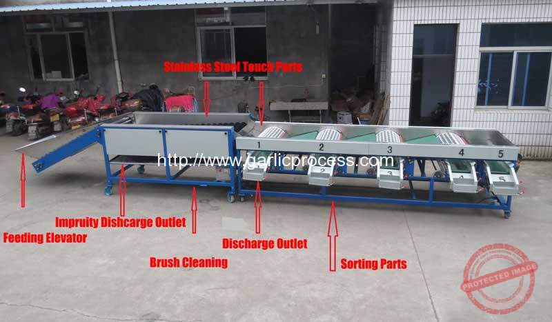 Garlic-Sorting-Machine-with-Brush-Cleaning-Fucntion-for-Ukraine-Customer